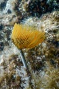 Tubeworm underwater (Sabella spallanzanii)ÃÂ Sea Life